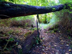 image: wild trail path