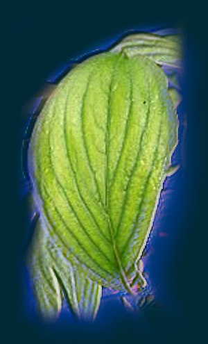 image: Green Leaf