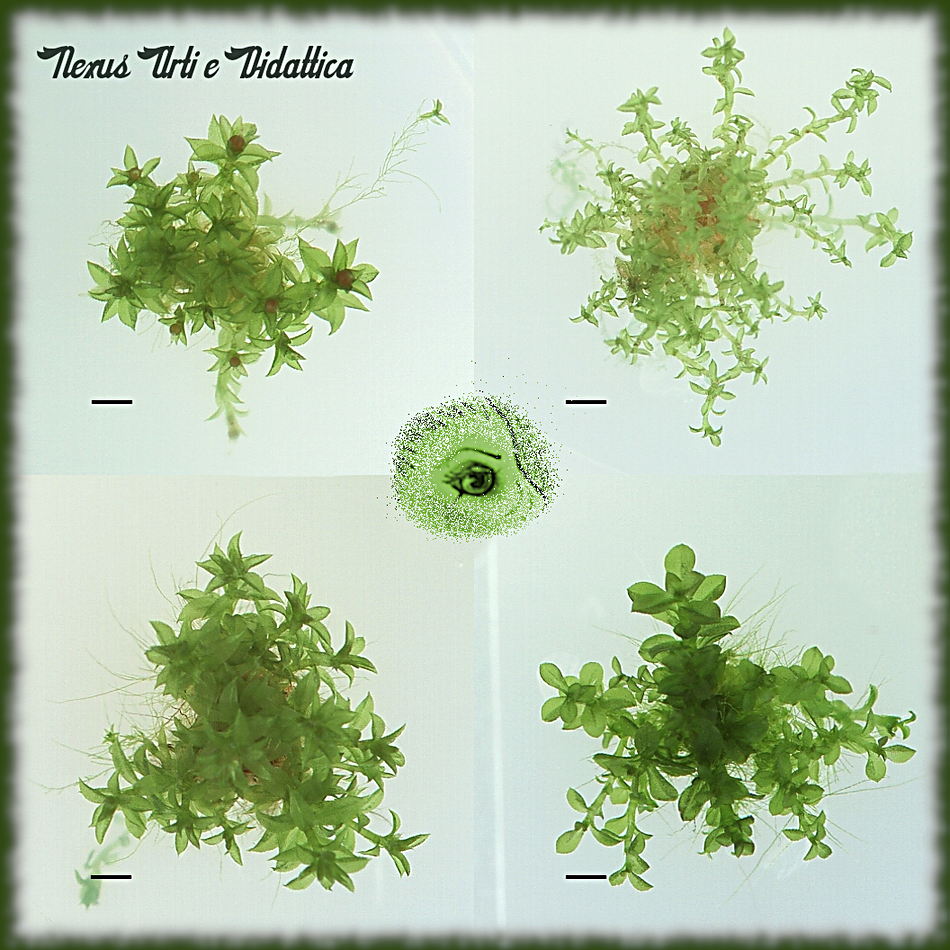 image: Four different ecological races of Physcomitrella patens and one Undine's eye